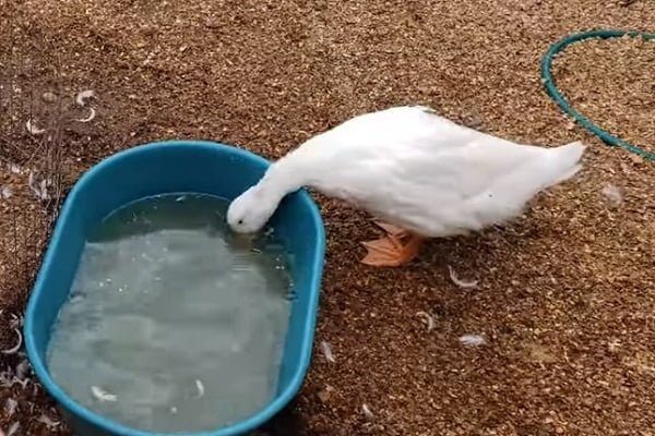 Drinking And Feeding