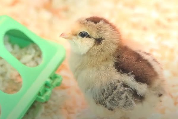 Ducklings Imprinting