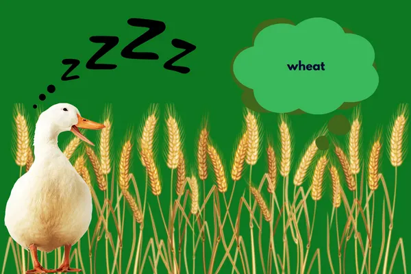 Wheat