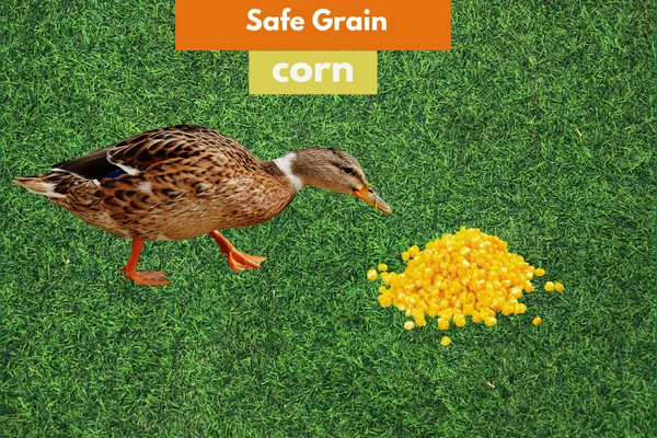 safe grain corn