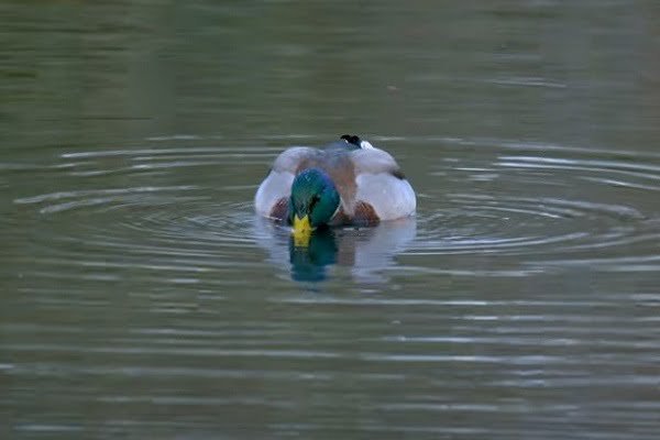 Ducks Floating