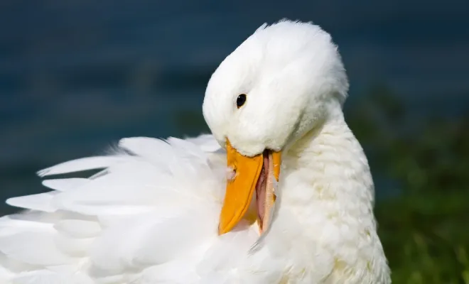 Ducks Molting