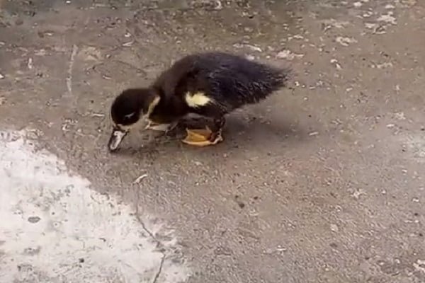 2 Major Drawbacks Of Having Ants In Ducks Diet