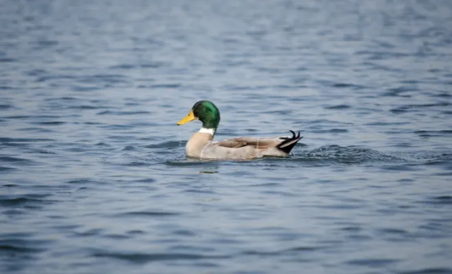 How Fast Can A Duck Swim? Mallards Got a Record Of 20 Miles Per Hour!