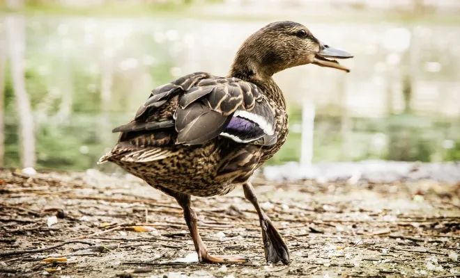 How To Fix A Broken Duck Leg