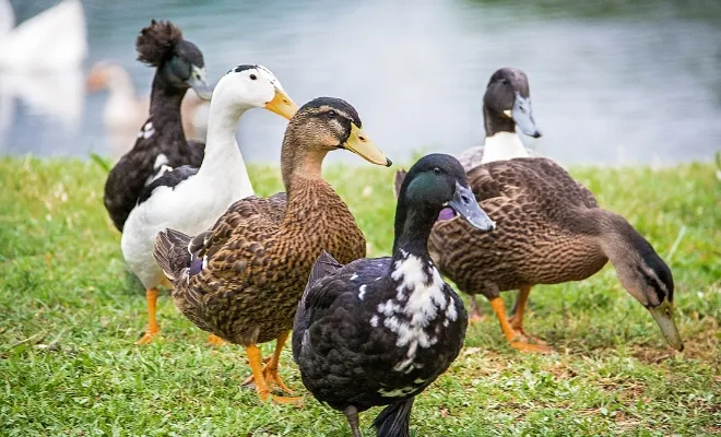 How To Get A Duck To Imprint On You? A Step-by-Step Guide