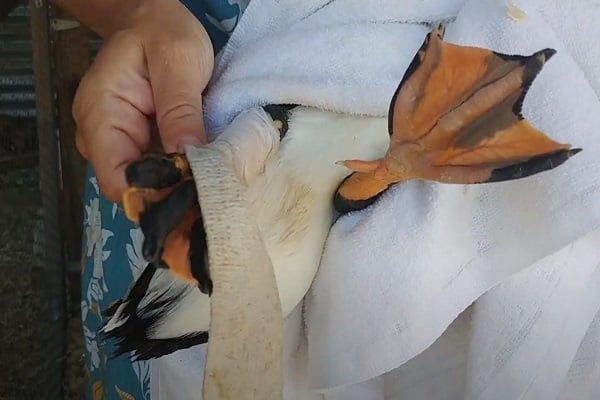 How To Treat A Duck Wound? 6 DIY Steps Before Calling A Vet!
