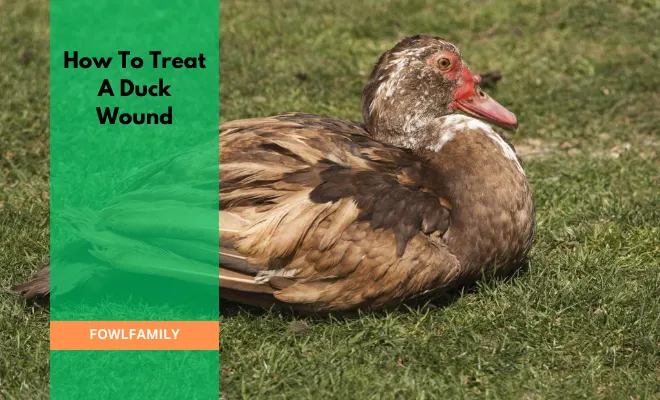 How To Treat A Duck Wound? 6 DIY Steps Before Calling A Vet!