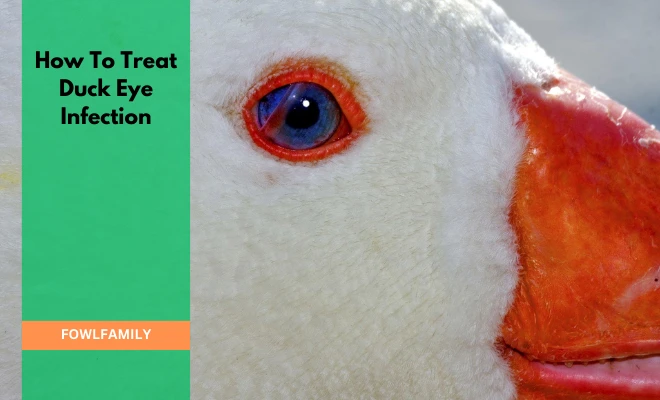 How To Treat Duck Eye Infection? 4 Common Causes and Related Ailments