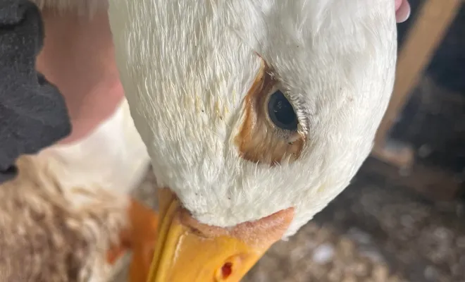 How To Treat Foamy Eye In Duck