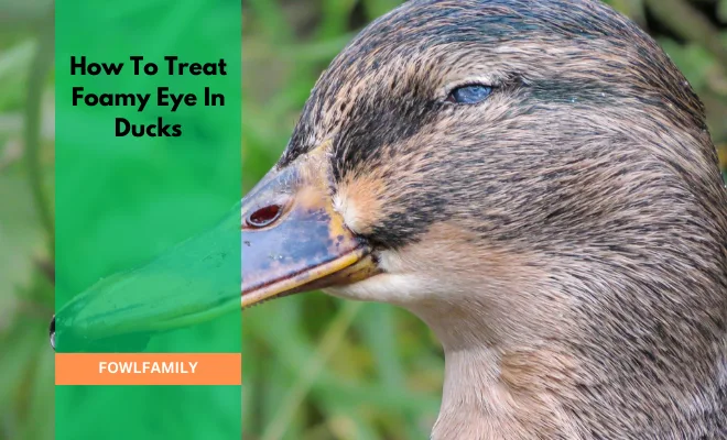 2 DIY Solutions On How To Treat Foamy Eye In Ducks