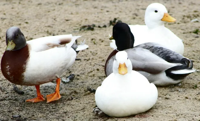 How to Protect My Ducks From Predator