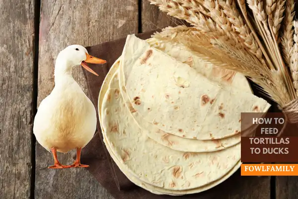 How To Feed Tortillas To Ducks