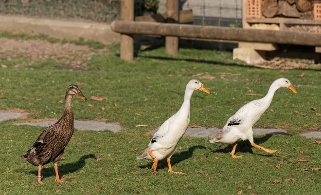 Indian Runner Ducks 101: A Time Travel to Know Everything