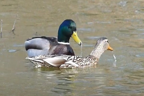 Mating and Courtship Behavior