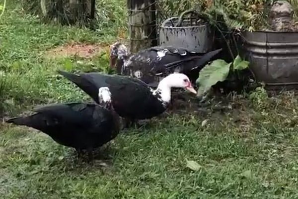Natural Foraging