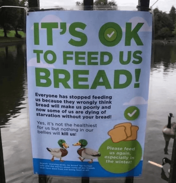 is bread ok for wild ducks