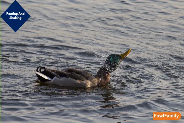 Duck Panting And Shaking