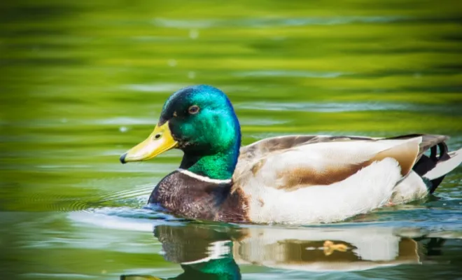 5 Reasons That Prove How Smart Are Ducks