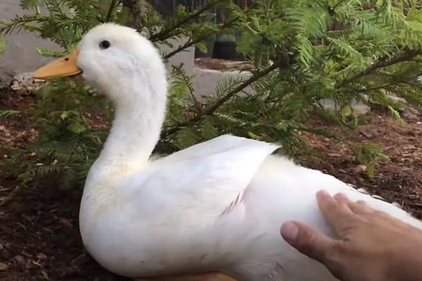 Shake When I Pet Her