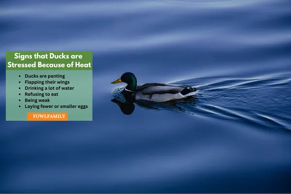 Signs that Ducks are  Stressed Because of Heat