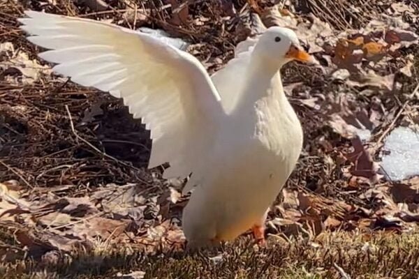 Wing Flapping