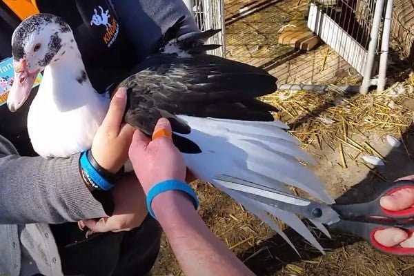 The Right Time to Clip Duck Wings