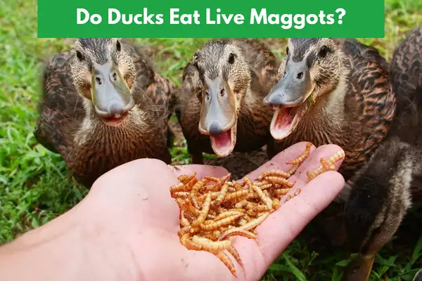 Do Ducks Eat Live Maggots?