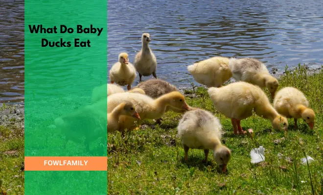 What Do Baby Ducks Eat? – Ideal Diet For Ducklings