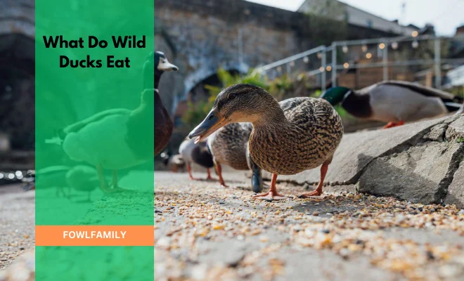 What Do Wild Ducks Eat