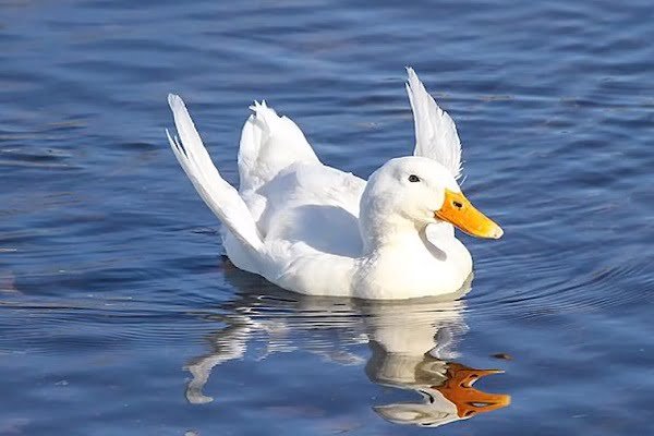 What Is the Angel Wing in Duck