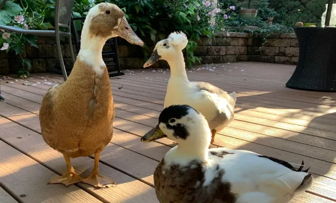 What Supplies Do I Need For Pet Ducks