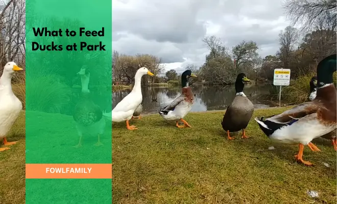 What to Feed Ducks at the Park? Avoid 3 Types of Food!