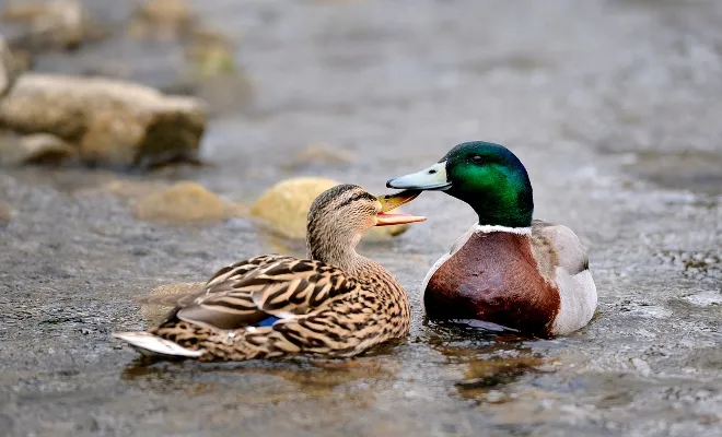 Duck Mating And Courtship Ritual: How And When?