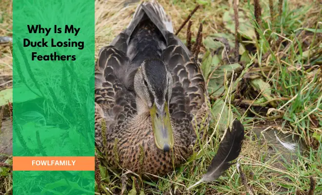 Why Is My Duck Losing Feathers? 4 Causes, Symptoms, and Remedies