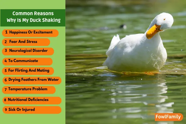 Why Is My Duck Shaking