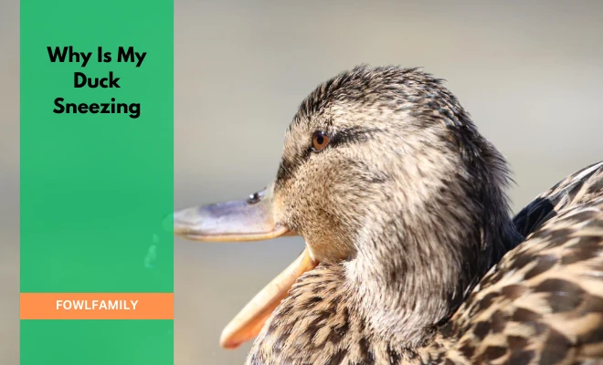 Why Is My Duck Sneezing? Mostly Due To Respiratory Issues!