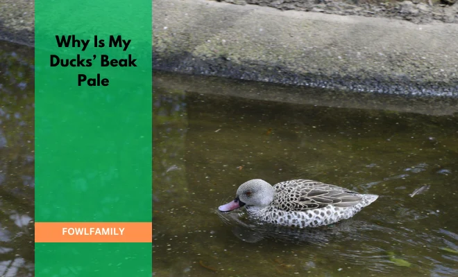 9 Reasons Why Is My Ducks Beak Pale? Lack Of Nutrients!