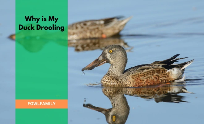 Why is My Duck Drooling? 3 Reasons And DIY Check-Up Tips