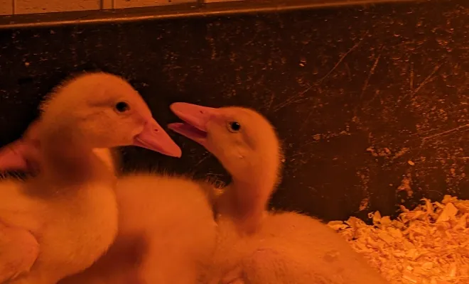 Why is My Ducks Panting