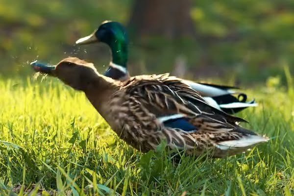Ducks Shaking Its Head
