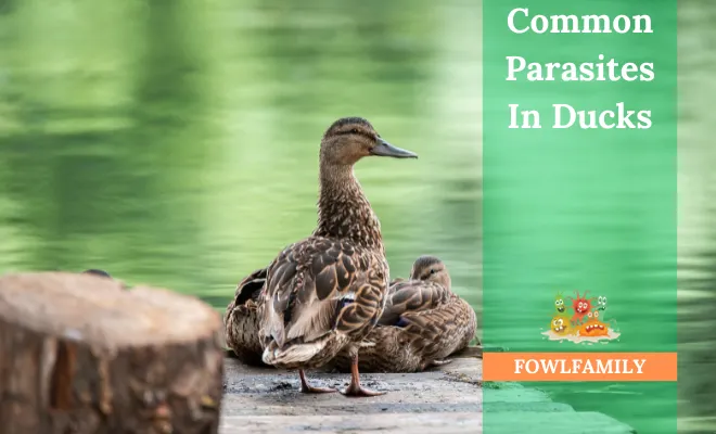 10 Common Parasites In Ducks (Internal And External Parasites In Focus!)