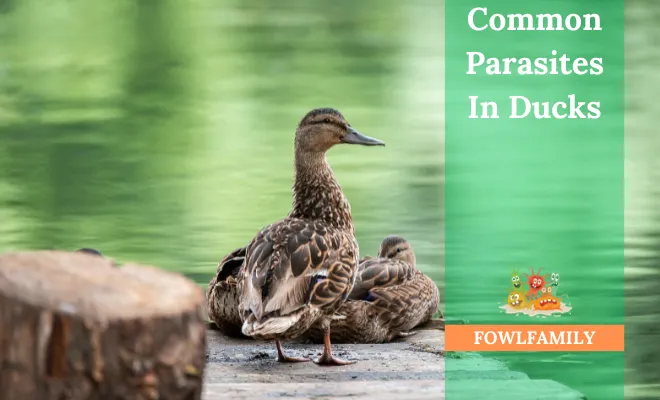 10 Common Parasites In Ducks