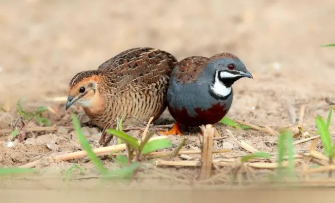 2 Quietest Quail Breeds You Must Admire!