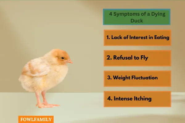 4 Symptoms of a Dying Duck