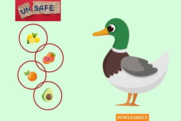 4 Unsafe Fruits You Must Avoid For Ducks!