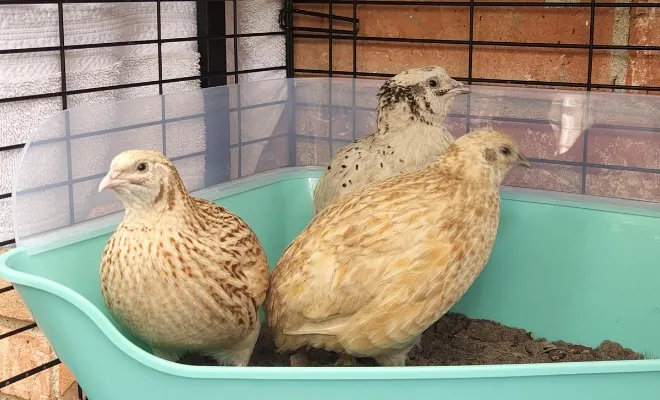 5 Largest Domestic Quail Breeds