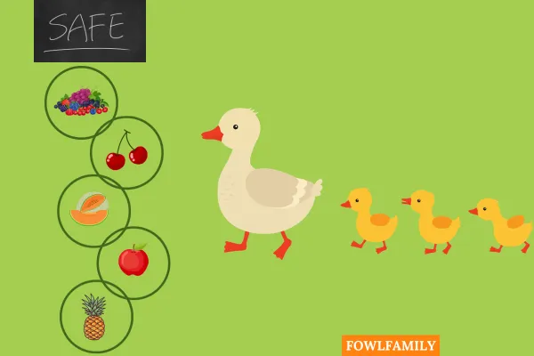 5 Safe Fruits For Ducks