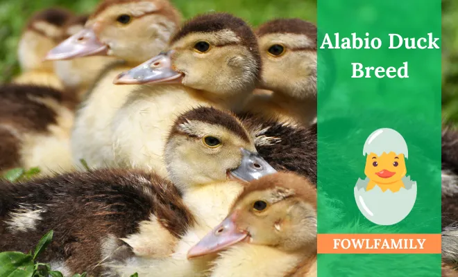 Alabio Duck Breed 4 Characteristics! - FowlFamily