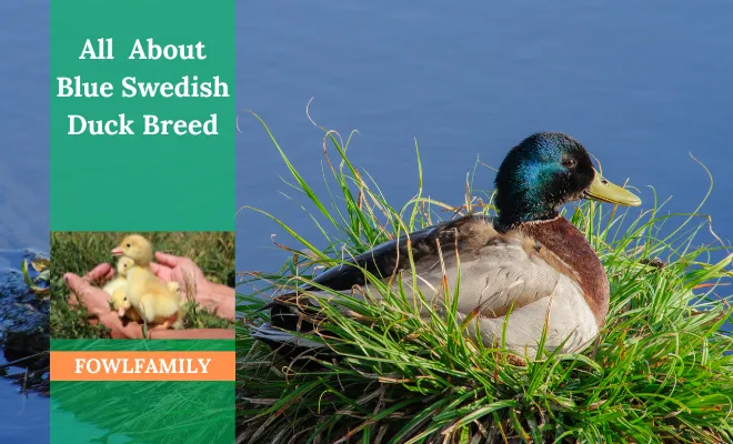 All You Need To Know About Blue Swedish Duck Breed